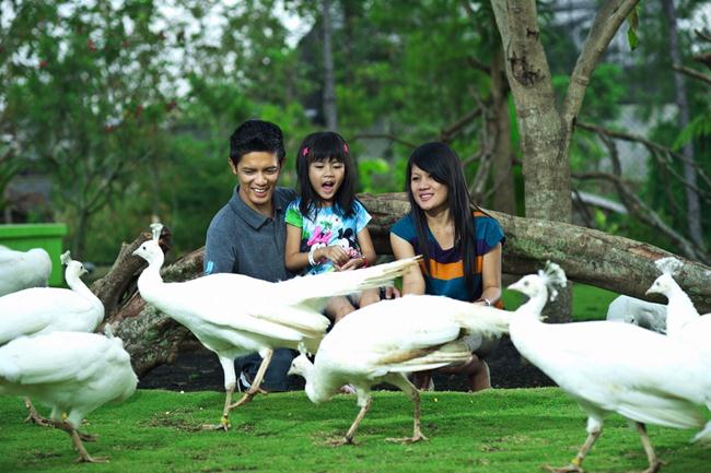 flamingo eco green park